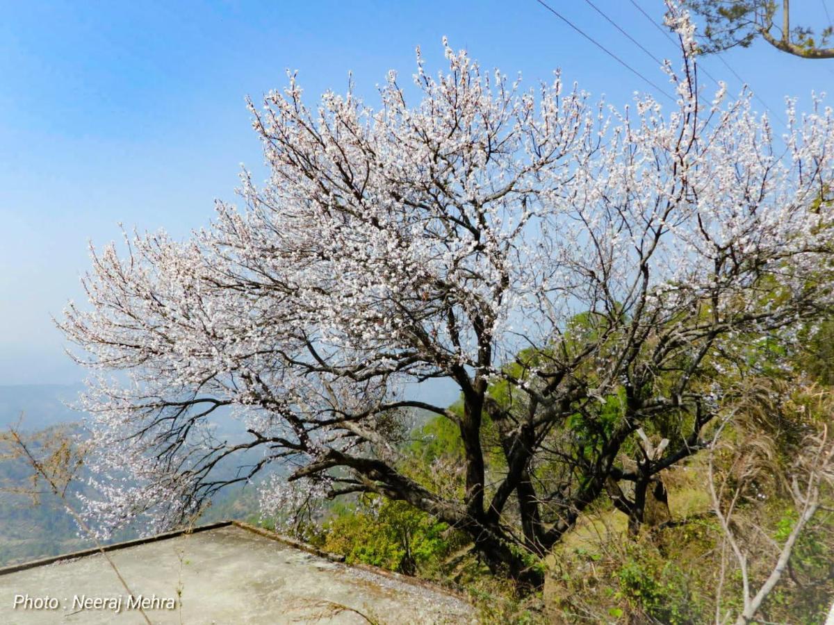 Entire 2 Bhk Nanda Devi Himalayan Homestay Ranikhet Buitenkant foto
